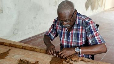 El nuevo tabaco aniversario  intentará romper su anterior marca de 81,80 metros de largo