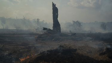 Una llama brota de un tronco entre el humo junto a un camino al Bosque Nacional Jacunda, cerca de la ciudad de Porto Velho y que forma parte de la Amazonía brasileña, el lunes 26 de agosto de 2019
