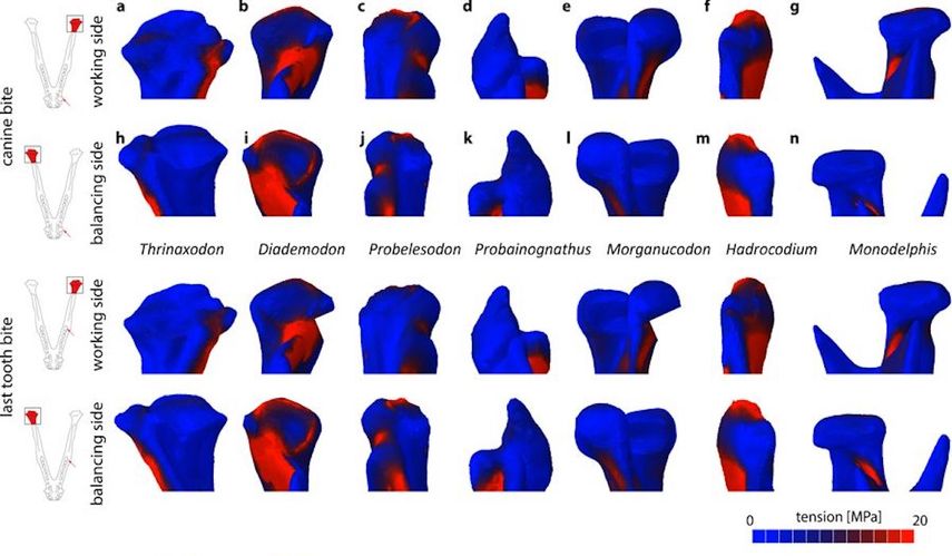 Estudio de la mordida unilateral en el canino (filas superiores) y la última posición del diente (filas inferiores), cada una para la articulación de la mandíbula del lado de trabajo y el lado de equilibrio en la vista dorsal.