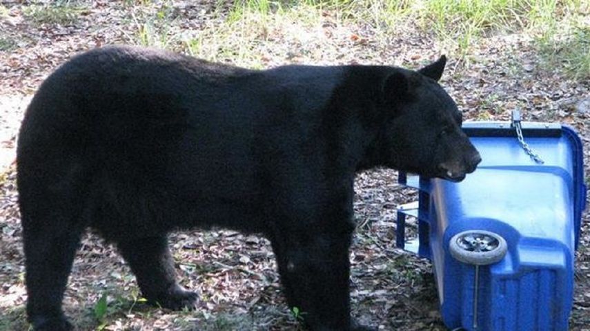Un oso negro que deambulaba solitario por una calle de la ciudad de Fort Myers (costa oeste de Florida) fue capturado sin percances. 
