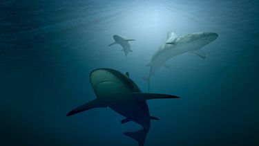 Tiburones en medio del océano.