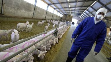 Los 43 casos se registraron en el sur del país.&nbsp;