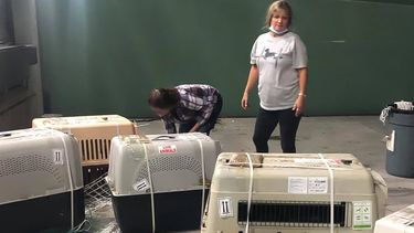 Cinco cachorros rescatados del comercio de la carne en China llegaron al sur de la Florida.