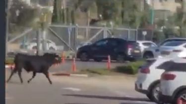 El toro se soltó en Israel y causó pánico.&nbsp; &nbsp;