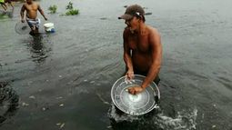 Personas con diversos objetos, como cubos o parrillas de ventiladores, atrapando peces en medio de la escasez de alimentos que se vive a lo largo y ancho de Cuba
