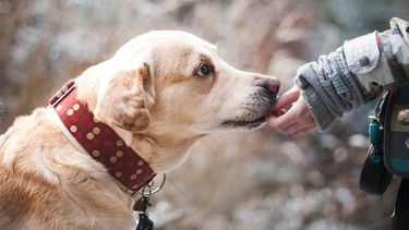 Cuidar a los perros en EEUU es una necesidad de sus dueños ante la aparición de una enfermedad respiratoria inusual que reporta más de 200 casos. 