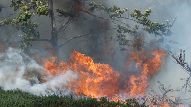 Crece un incendio forestal en California en medio de temperaturas extremas