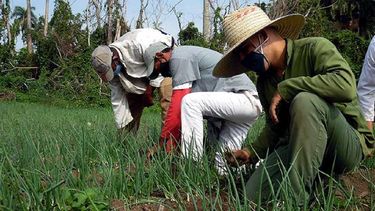 Régimen debe más de 100 millones de pesos a campesinos cubanos