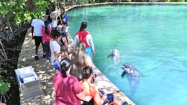Los delfines son las grandes estrella del Miami Seaquarium.