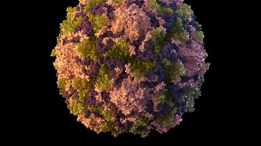 Ilustración de 2014 provista por los Centros para el Control y la Prevención de Enfermedades de Estados Unidos (CDC, por sus siglas en inglés) que representa una partícula del virus de poliomielitis.