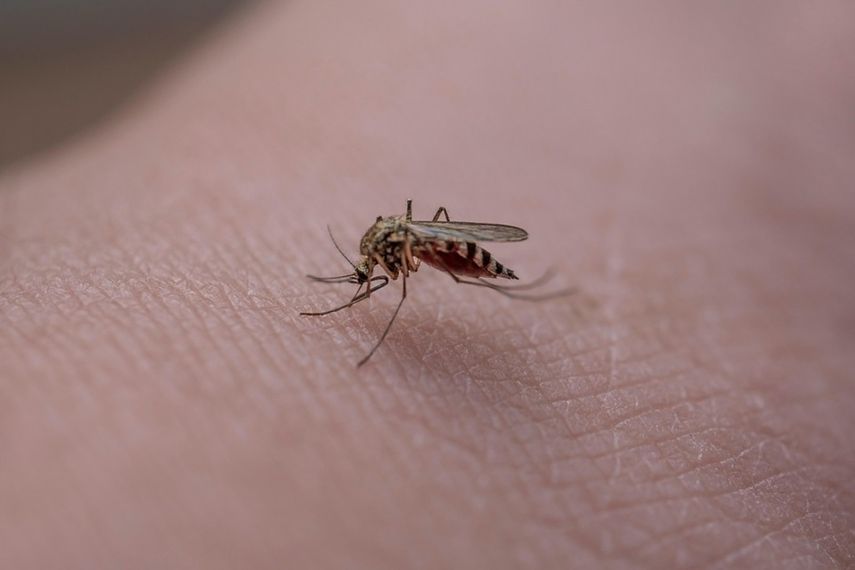 La fiebre amarilla es una enfermedad viral endémica aguda que es transmitida por la picadura de mosquitos