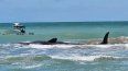 Una ballena varada en un banco de arena frente a la costa del Golfo de Florida, el 10 de marzo de 2024.&nbsp; &nbsp;