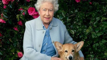 La reina recibió su primer corgi en 1944 a los 18 años. Para la fecha de su muerte el 8 de septiembre, la monarca tenía dos corgis llamados Muick y Sandy, que a su manera la despidieron viendo pasar el cortejo fúnebre desde el castillo de Windsor.&nbsp;