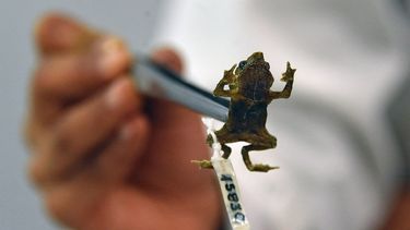 Captan canto de sapo considerado mudo