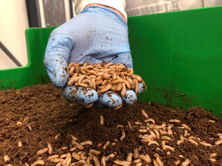 Kees Aarts, director general de la compañía holandesa de cría de insectos Protix, inspecciona larvas de mosca soldado negra en las instalaciones de la firma en Bergen Op Zoom, Holanda.