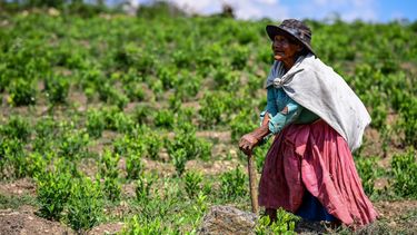 Una mujer recolecta hojas de coca en una plantación de coca en Trinidad Pampa, Yungas, Bolivia el 24 de octubre de 2020. Los cultivadores de coca de la región de los Yungas en el oeste de Bolivia tienen esperanzas de tiempos mejores después de la elección de Luis Arce como presidente, desde el expresidente Evo Morales Es recordado en esta región del subtrópico andino como un hombre abusivo que dividió a las comunidades.