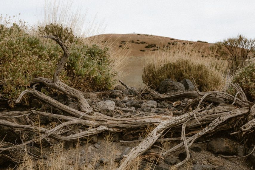 Como parte de los efectos de la desertificación, anualmente se degradan cien millones de hectáreas de tierras, lo que representa una superficie del tamaño de Egipto.
