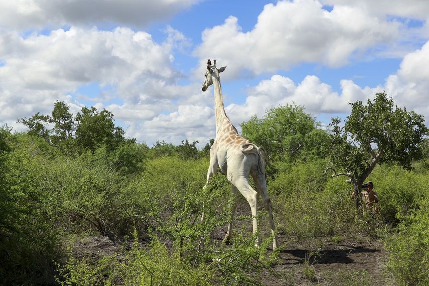 En esta imagen, distribuida por Ishaqbini Community Conservancy, una jirafa macho con un rasgo genético raro llamado leucismo, vista en la reserva de la comunidad ishaqbini, en Kenia, el 8 de noviembre de 2020.&nbsp;