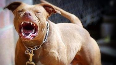Los perros de raza pitbull son considerados potencialmente peligrosos; aunque en Florida no están prohibidos, su tenencia está restringida en varios estados de EE. UU.  Los perros de raza pitbull son considerados potencialmente peligrosos; aunque en Florida no están prohibidos, su tenencia está restringida en varios estados de EE. UU.