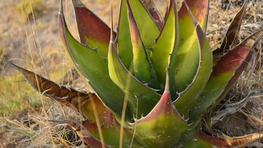 Imagen de referencia al aloe vera.