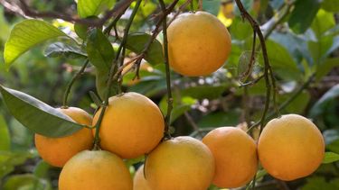 5 alimentos con más vitamina C que una naranja
