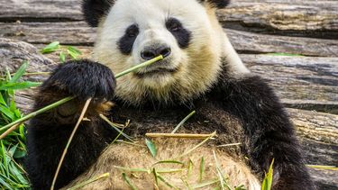 El Día Nacional del Oso Panda se celebra en Estados Unidos el 16 de marzo.