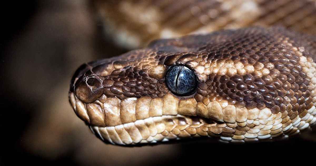 Florida eliminan más de 200 pitones invasoras en Everglades