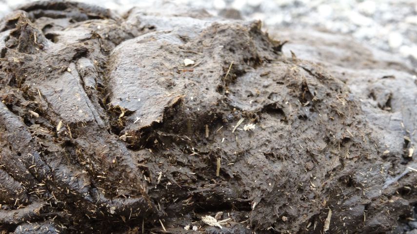 El excremento de vaca protege de las radiaciones, asegura un juez