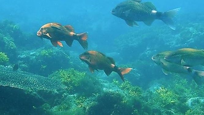 Anuncian proyectos finalistas de Premios Latinoamérica Verde