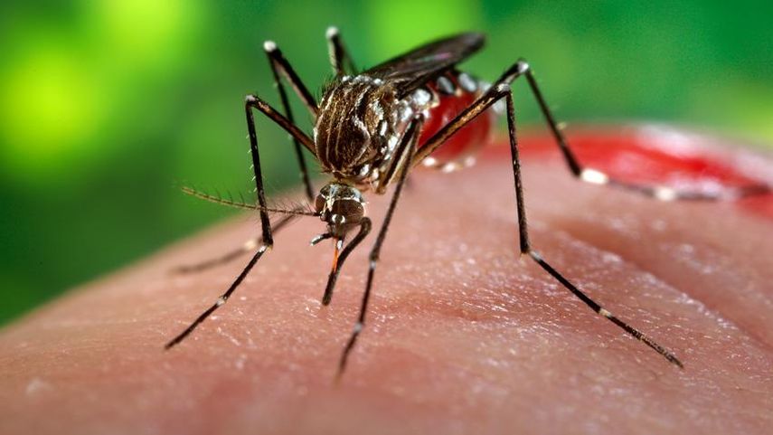 El virus del zika circula actualmente en gran parte de los países de América (CORTESÍA)