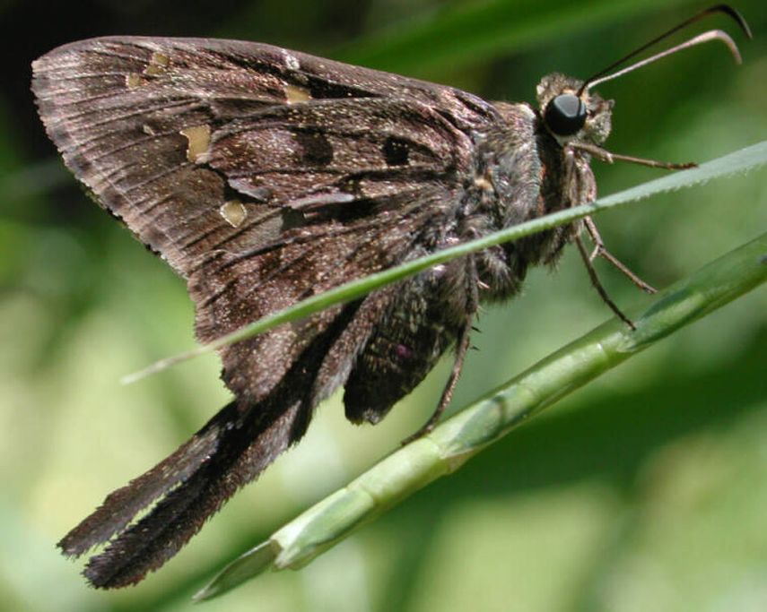 Ejemplar de mariposa perteneciente a la familia de las Hesperiidae (CORTESÍA/Ecoport)