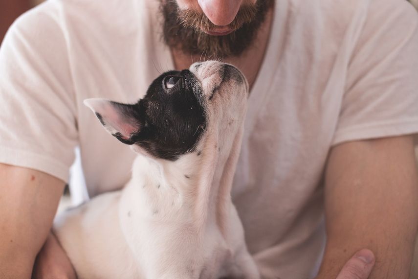 Un canino observa a su dueño que le hace un gesto de cariño.