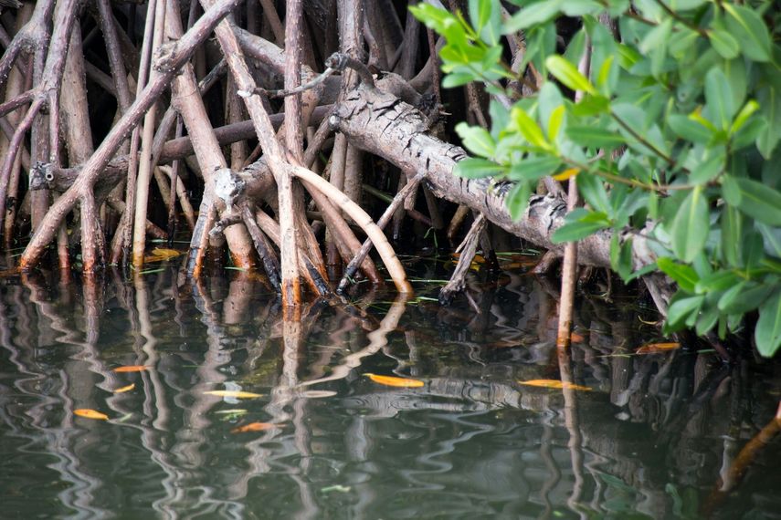 Los manglares, que ofrecen protección contra la erosión de las zonas costeras, forman parte de muchos parques estatales y reservas naturales de Florida.&nbsp;