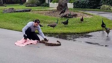 Un teniente del Departamento de Bomberos de Miami-Dade atrapa serpiente en una calle de Palmetto Bay.