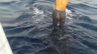 dos pescadores iranies hacen surf sobre un tiburon ballena