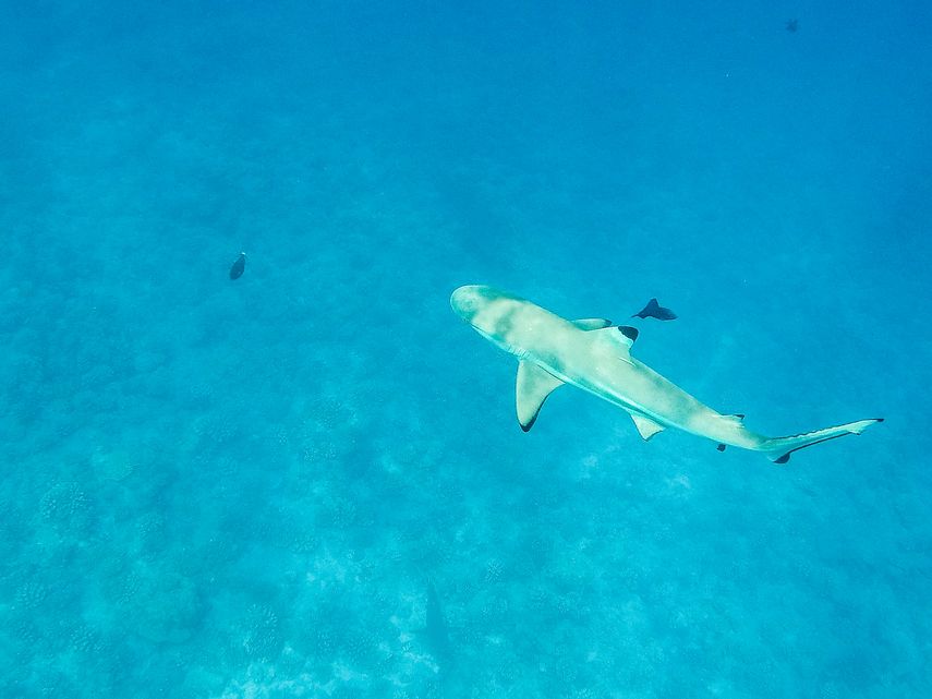 Un tiburón punta negra nada detrás de la línea de corales en Bora Bora.&nbsp;