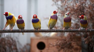 Detienen a guyanés en Nueva York con 35 pinzones vivos&nbsp;