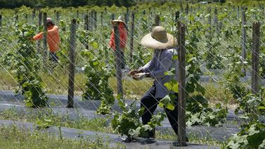 Trabajadores agrícolas ajustan el enrejado para el cultivo de melón amargo, el 5 de septiembre de 2023, en Homestead, Florida. 