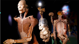 &nbsp;Anatomías presentados de una manera interectivas.&nbsp;&nbsp;