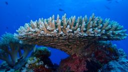 Los corales Acropora corimbosos, sensibles al calor, fueron el taxón de coral focal para este estudio.