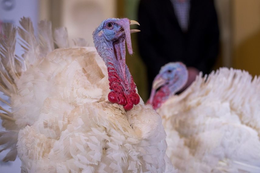 En ningún caso podrán cazar más de cuatro pavos al año, dos en otoño y dos en primavera.