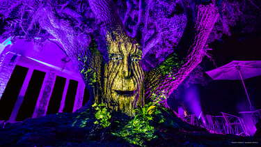 El viejo y sabio árbol Archie en el Jardín Botánico Tropical Fairchild.