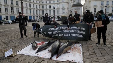 Activistas están parados junto a cuatro delfines muertos que extendieron afuera del Parlamento de Francia en París, el martes 2 de febrero de 2021.&nbsp;