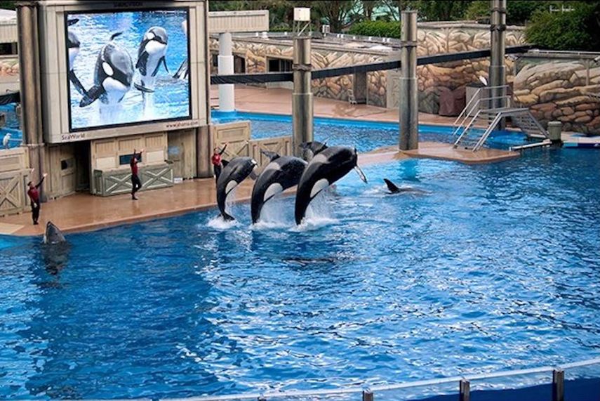 Orcas en el Estadio de Shamu de SeaWorld, en Orlando, Florida.