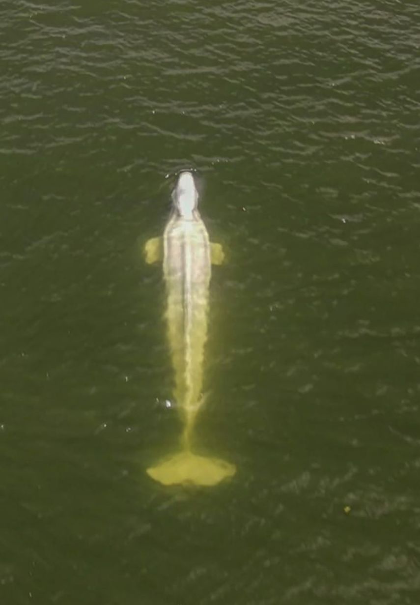 Imagen aérea tomada por un dron del grupo ambientalista Sea Shepherd de una ballena beluga en el río Sena en la región de Saint-Pierre-la-Garenne, al oeste de París, viernes 5 de agosto de 2022.&nbsp;