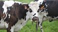 Vacas comiendo pasto.