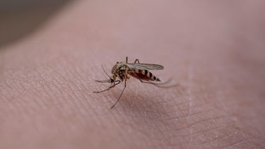 Aedes aegypti, presente en Florida, transmisor del dengue, zika, fiebre amarilla y chikunguña