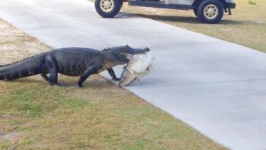 caiman se pasea con un pescado en la boca en un campo de golf