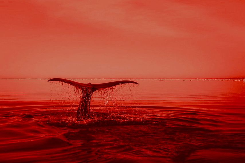 Japón reanudará la caza comercial de ballenas en julio de 2019.