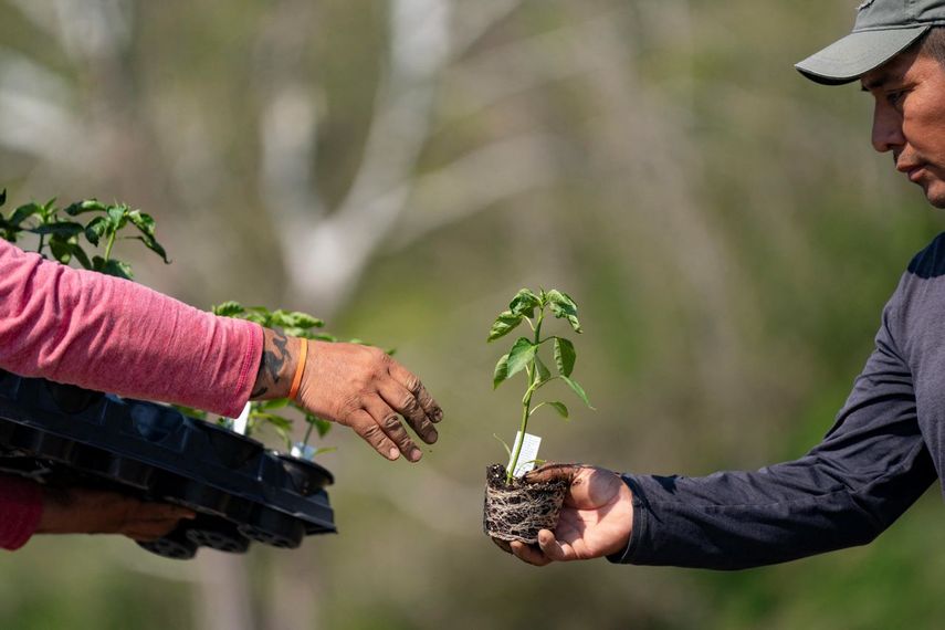Trabajadores agrícolas en Estados Unidos en plena faena de siembra.
